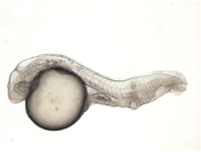 dino is required for the organization of the zebrafish body plan